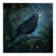 The Evening Star- Catherine Hyde
