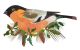 Festive Bullfinch Birch Plywood Decoration By Clare O'Neill