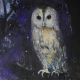 TAWNY OWL, LISTENING by Catherine Hyde 