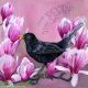 Blackbird &  Magnolia By Sam Cannon