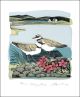 Plovers and Orkney Pinks Linocut and screen print by Angela Harding