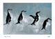  Penguin Parade by Annie Mitra