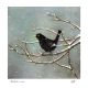 Blackbird in snow by Annie Mitra