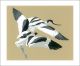Avocets Chasing  Linocut by John Hatton