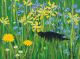 Blackbird and Forget-Me-Nots By Sarah Gillard