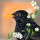 The blackbird and the stitchwort by Sam Cannon Art