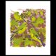 Greenfinches by Carry Akroyd