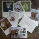 Coo Pack When Beasts Spoke' Postcards -  by Charlotte Strawbridge