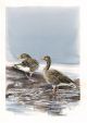 Greylag Geese at Slimbridge by Lizzie Perkins
