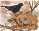 A5 The Blackbird Nest blank greeting card.