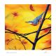 Golden light nuthatch by Louise Fordham