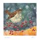 Hermit Thrush  Louise Fordham 