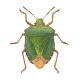 Green Shieldbug By Marian Hill