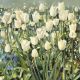 White Tulip Garden Anne Marie Butlin