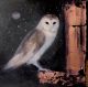 Midnight's song By Catherine Hyde