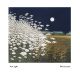 Moon Lights By Phil Greenwood