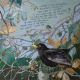 Blackbird by Charlotte Strawbridge