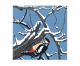 Great Spotted Woodpecker
Linocut by Robert Gillmor