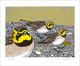 Shorelarks
Linocut by Robert Gillmor