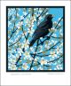 Blackthorn Blackbird
Linocut by Robert Gillmor