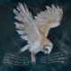 Silent Flight By by Charlottte Strawbridge