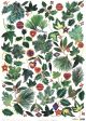 Winter Greenery Gift Wrap Sheet
Artist: Claire Winteringham