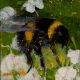 Where The Bee Dances by Catherine Hyde