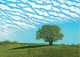 Mackerel Sky by Molly Lemon