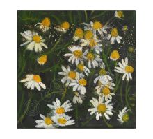 Sweet Chamomile By Catherine Hyde