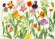 Dame Elizabeth Blackadder Tulips