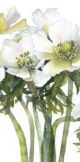 Row of White Anemones BY VIVIENNE CAWSON 