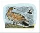 Golden Eagle Linocut by Angela Harding