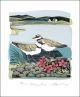 Plovers and Orkney Pinks Linocut and screen print by Angela Harding