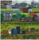 Allotments By Kate Lycett