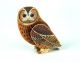 Pop-Out Tawny Owl by Alice Melvin