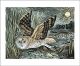 Marsh Owl linocut by Angela Harding