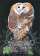  Barn owls and the hedgehog by Sam Cannon