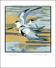 Little Terns  Woodcut print by Robert Greenhalf   