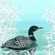Black-throated Diver By Lizzie Perkins