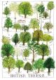 British Trees Full Colour Tea Towel by Driftwood Designs