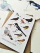 British Garden Birds Greetings Card (2nd edition) By Angela Hennessy
