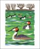Great Crested Grebe and Goldeneye (Tweet of the Day) Screen print by Carry Akroyd 