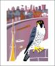 Peregrine Falcon (Tweet of the Day) Screen print by Carry Akroyd 