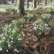 A carpet of Snowdrops by Charlotte Englefield