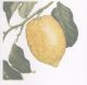 Dedham Hall Lemon Tart Recipe Card By Ann Swan