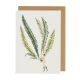 GREETINGS CARD FABULOUS FERNS 1 BY LAURA STODDART