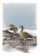 Greylag Geese at Slimbridge By Lizzie Perkins