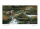 Autumn Falls & Otter By Jeremy Paul