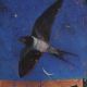 The swallow of Summer By Catherine Hyde