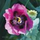 Poppy and Bee by Linda Alexander Fine Art Greeting Card, Oil on Linen